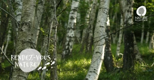 Affiche 16/05 - À l'écoute de la forêt