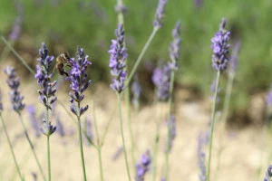 Affiche Fêtes Aromatiques
