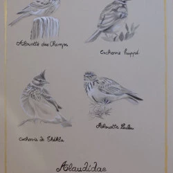 Alaulidae - Dessin mine graphite et gouache, A3