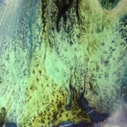 Rêver l'Ocean - Affiche de l'exposition « Rêver l'Océan » - Nyna Loupiac 