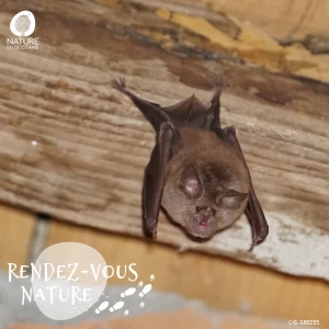 Affiche Ciné-conférence & Sortie nature - Les voix de la nuit : rencontre avec les chauves-souris