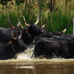 Le sens des bêtes - Reportage à la Manade Martini, Franquevaux - Manade Martini 