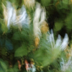 été - Philippe Cadu 