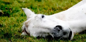 Affiche Crime et Châtiment - Dostoïevski / Nicolas Oton – Machine Théâtre