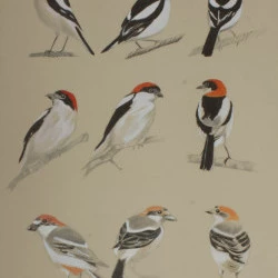 Pies grièches à tête rousse - Dessin feutre et gouache, A3