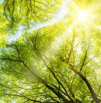 Affiche Sortie Nature : Expédition forestière