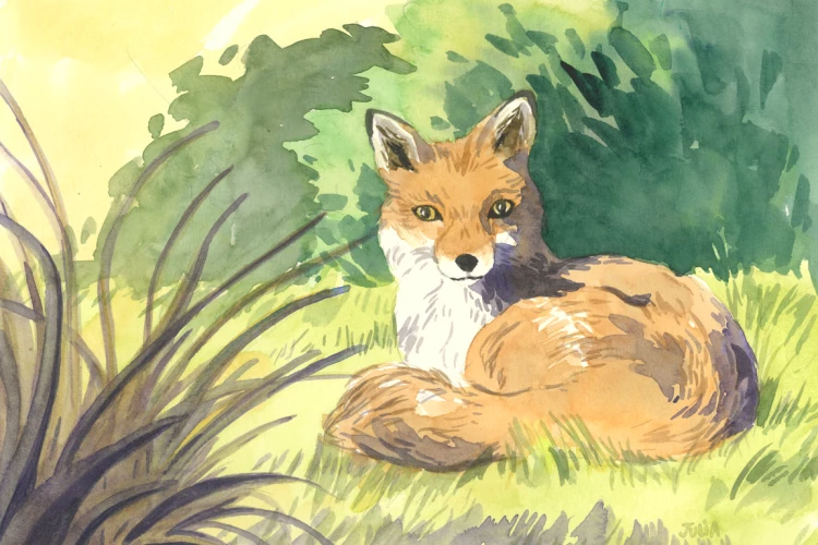 A la lisière - Aqaurelle d'un renard assis dans une prairie dans une lumière du soir - Julia Badaroux 