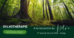 Affiche Sylvothérapie – Journée en forêt à la rencontre du Hêtre