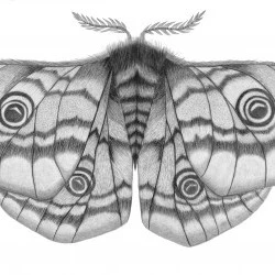 The Moth - Fusain et Crayon sur papier - Carrie Mancuso 