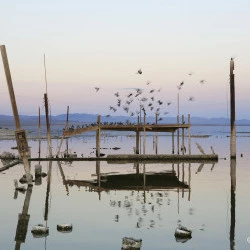 "Sous la surface, beauté et désillusion de Salton Sea - Californie" - Bombay Beach. Salton Sea Californie. -Derrière la beauté onirique se révèle une profonde fragilité écologique : le lac s'assèche, la flore et la faune disparaissent, tandis que les vents soulèvent des poussières toxiques qui affectent la santé des habitants jusqu'à Palm Springs. - ©Krista Boggs 