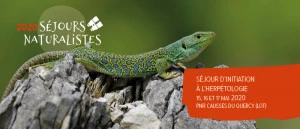 Affiche Séjour d'Initiation à l'Herpétologie
