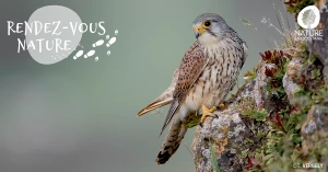 Affiche 01/05 - À la rencontre des rapaces du piémont pyrénéen