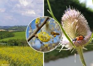 Affiche CONFERENCE - « Abeilles & Cie : un peuple en sursis ? »