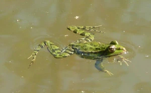 Affiche Soirée Grenouilles