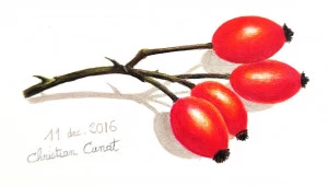 Affiche Atelier dessin : « Dame Nature prend la pose » - Détails saisis et exprimés