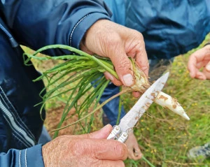 Affiche Salades sauvages 