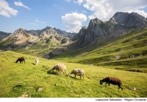 L'Occitanie est la 1ère région pour l'élevage des moutons et brebis