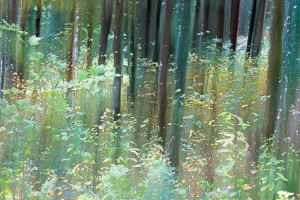 Affiche Laurent Quinkal : "Nature digitale"