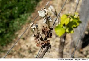Les vignes des Hauts de Montrouge, à Nogaro (32), touchées par l'épisode de gel du printemps dernier.