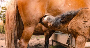 Affiche Au Fer à Cheval vous ouvre ses portes le 6 juin !