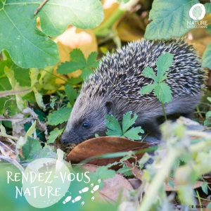 Affiche Conférence - Animaux de nos jardins : comment vivre ensemble sans préjugés ?