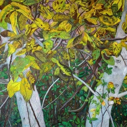 NOYER D'ACCOTEMENT - Pastels à l'huile sur papier noir, 100cm x 130cm