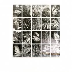 Fougères cathédrales - série de 20 photographies argentiques, noir et blanc, 40 cm x 30 cm - Lise Chevalier 