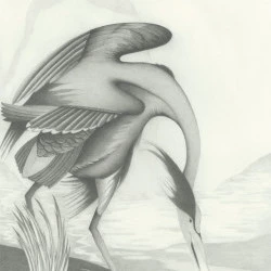 The Heron - Crayon sur papier - Carrie Mancuso 