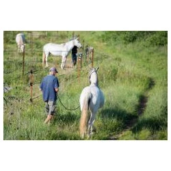 Les paddocks, la liberté - Théo Tzélépoglou 