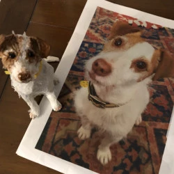 Une miniature réalisée d'après photo selon les souhaits des la commanditaire - Un chien disparu dont la propriétaire voulait garder un souvenir en 3D en papier ciselé - Atelier Anecdotes 