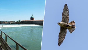 Affiche A la découverte du Faucon des villes