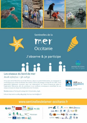 Affiche Les oiseaux du bord de mer