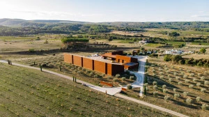 Affiche Les dessous de l'olive