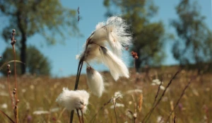 Affiche Au pays des tourbières de Bonnecombe