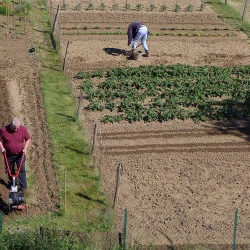 Jardin partagé, vallée de la loire - photo numérique - Cruchet Dominique 