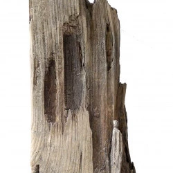 22.9 - sculpture sur bois, techniques mixtes (66.28.14 cm) - christianglace 