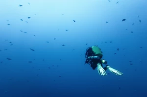 Affiche Le Bazacle accueille l'exposition photos « Planète Mère, un œil dans l'océan » d'Éric Cros 