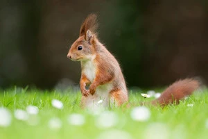 Affiche Stage photo : la Faune en Ville à Tarbes