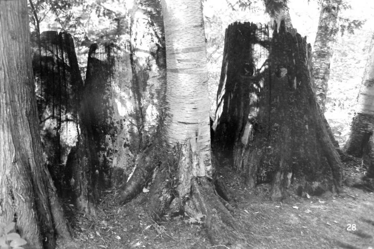 Arbres, troncs, souches, Revelstoke, Canada - Tirage argentique sur papier baryté, 30x40cm - Cruchet Dominique 