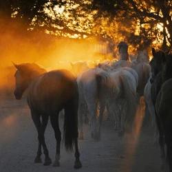 D'or et de Lumière - Série immersive chez un éleveur-dresseur de chevaux en Petite Camargue - Les chevaux de Thomas Fougairolles. 