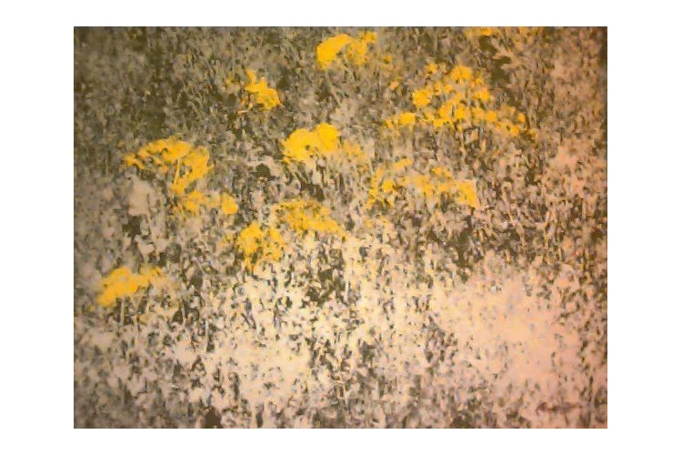 Cynéraires de RobinFP - acrylique