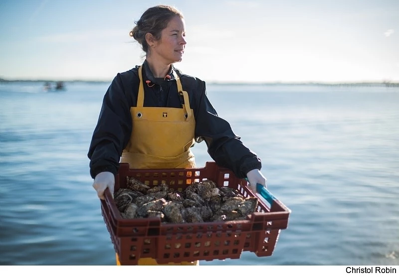 La filière conchylicole en Occitanie représente 10% de la production nationale