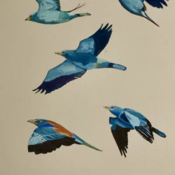 Rolliers d'Europe - Dessin feutre et gouache, A3