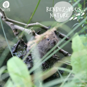 Affiche Sortie nature - Sur les traces du Campagnol amphibie