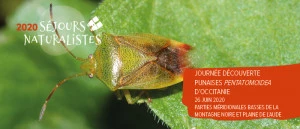 Affiche Journée découverte Punaises pentatomoidea d'Occitanie