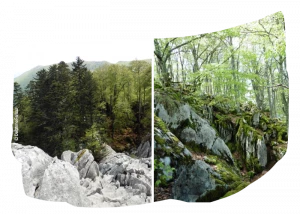 Affiche Randonnée botanique et géologique dans le massif forestier de l'Arbas