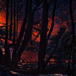 Les incendies - Représentation des mes cauchemars suite aux incendies de forêts