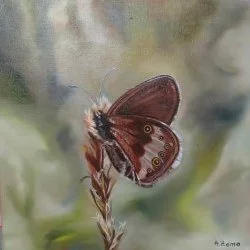 Céphale - Papillon (Céphale) huile sur toile 30 x 30 cm - photo personnelle 