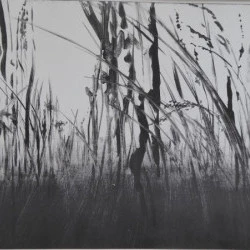 Herbier imaginaire, Les printemps sauvages - monotype, encre sur papier