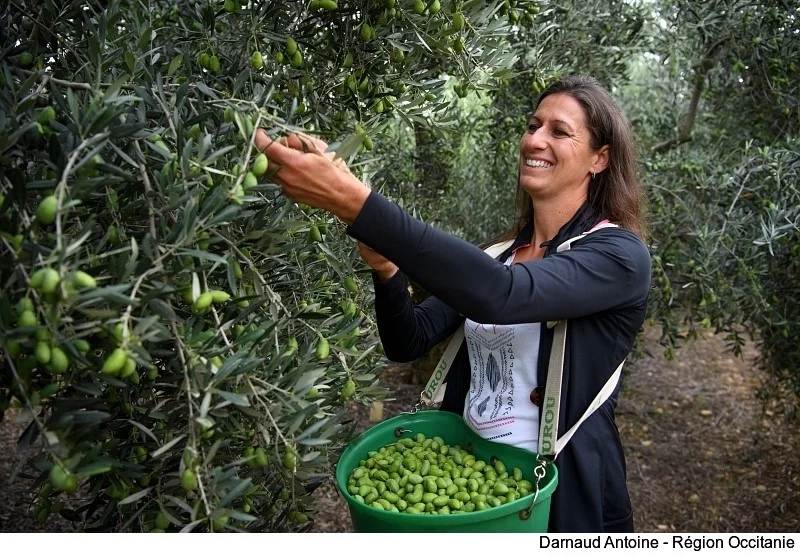 Avec 28% de la production française, l'olive occupe une place de choix en Occitanie !